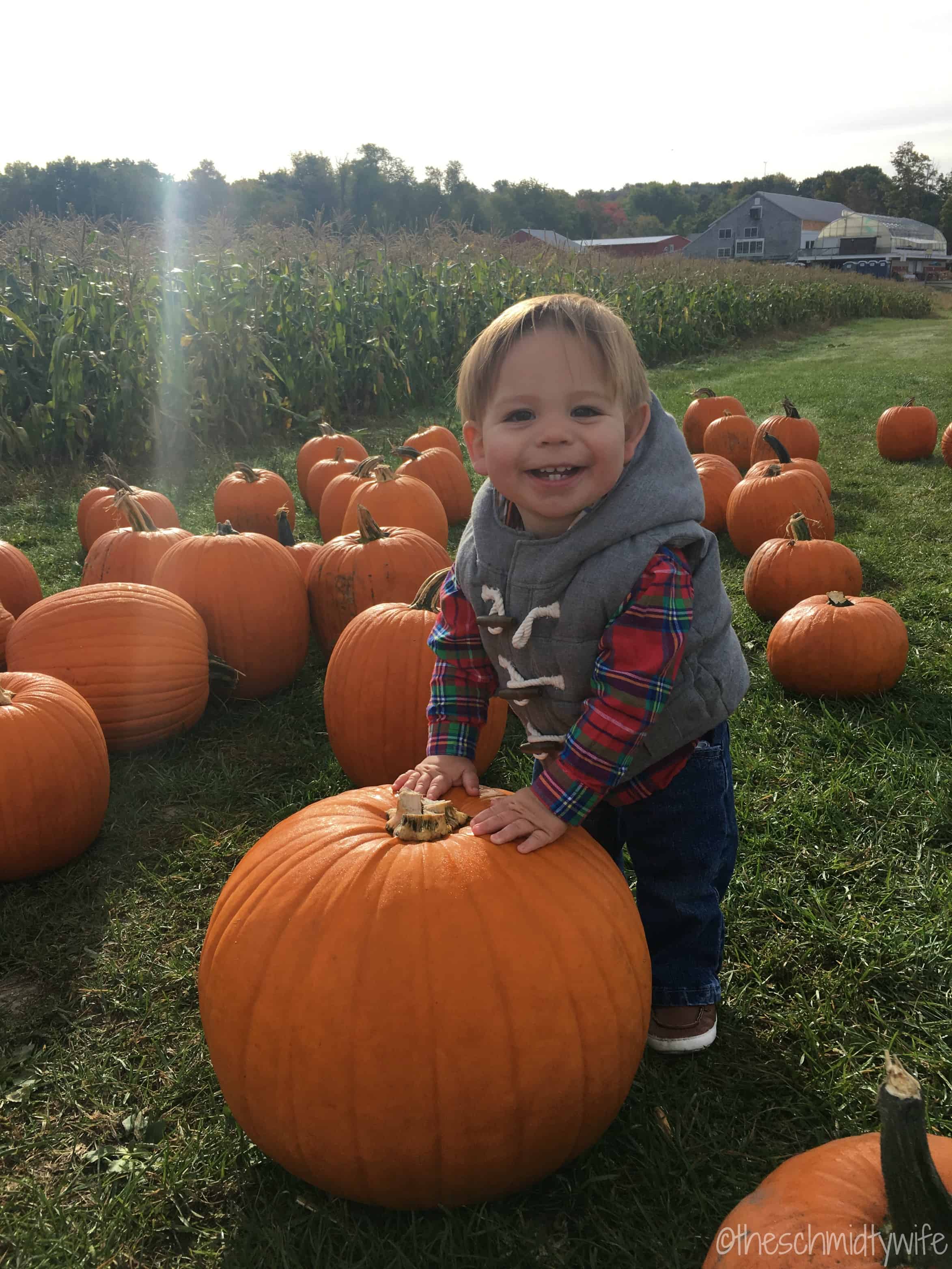 toddler in pumpkin patch