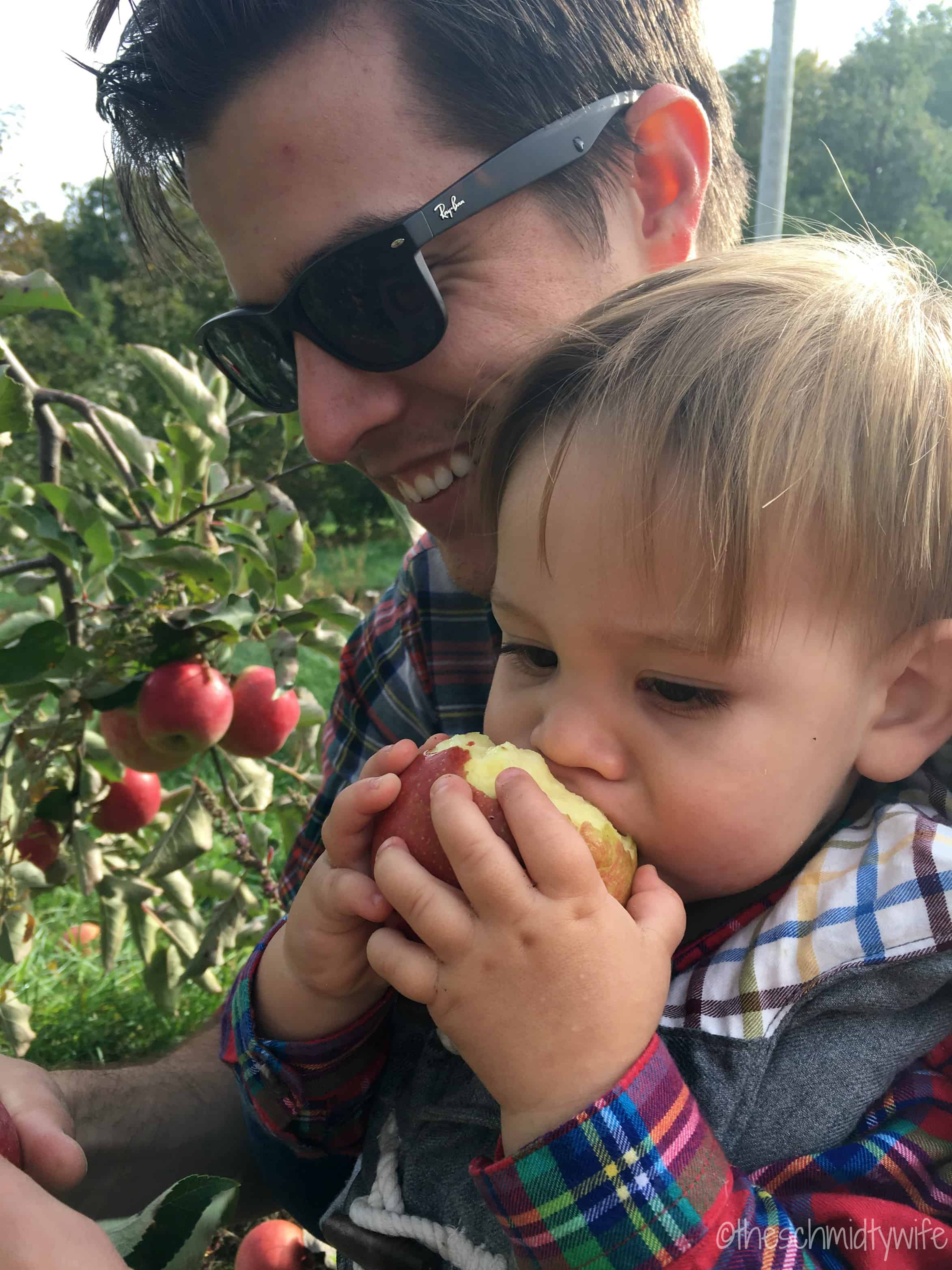 toddler eating apple in orchard 